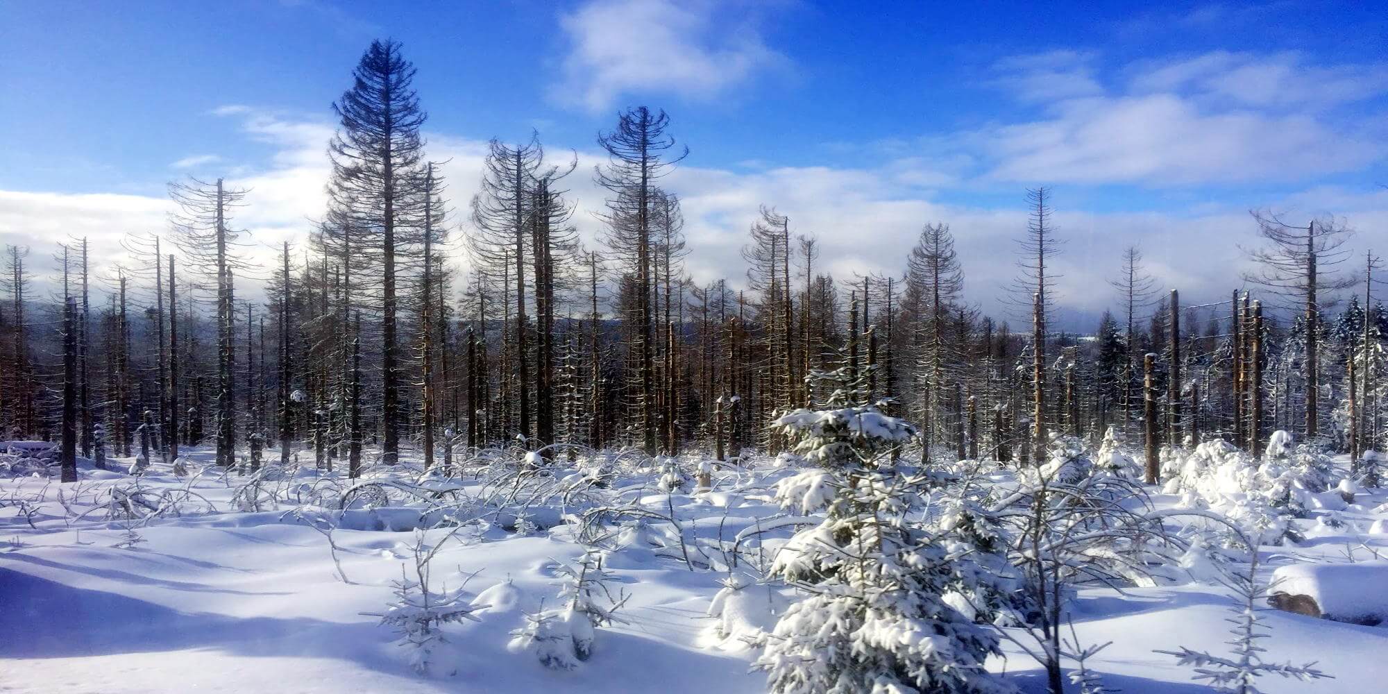 Banner - Jugend trainiert für Olympia Ski-Langlauf 2018