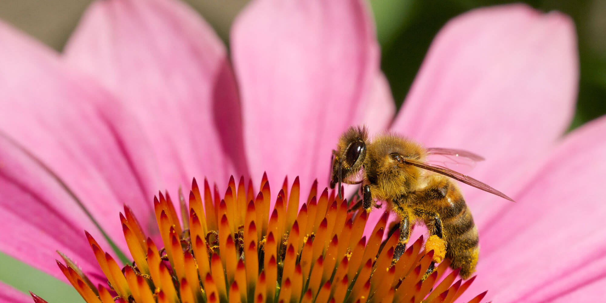 Eine Bine auf einer Blüte (CC-BY-SA-3.0 von Sputniktilt, Wikipedia)