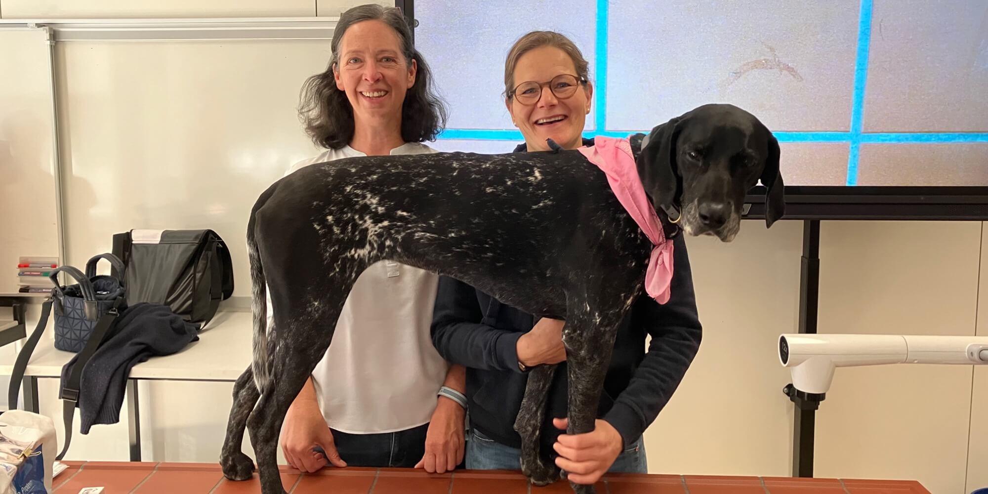 Beitragsbild - Hunde- und Tierarztbesuch